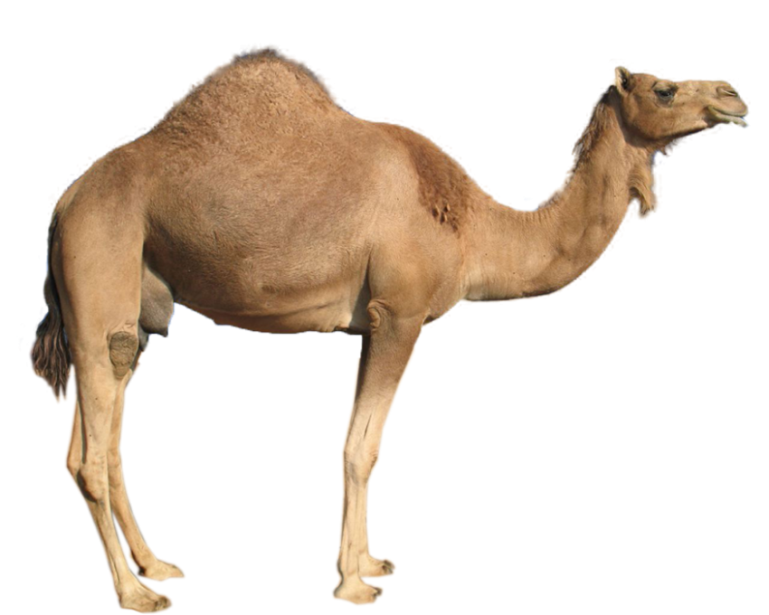 Camel Transparent PNG Images Download