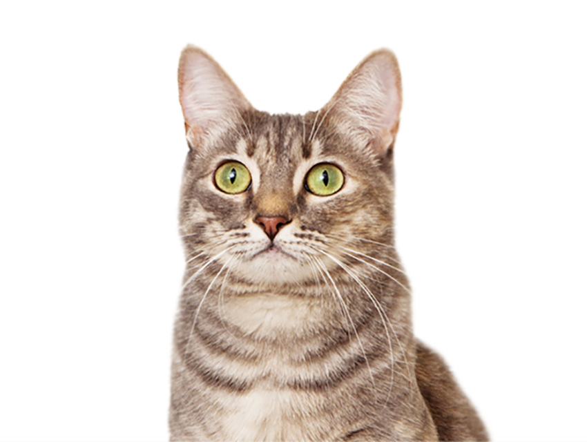 Cat Face Transparent PNG Download