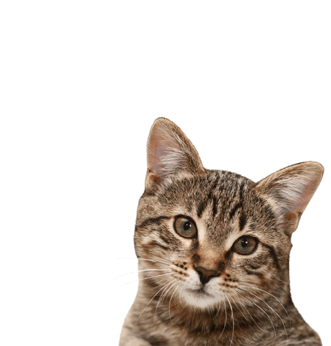 Cat Face Transparent PNG  Download   700x730