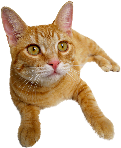 Cat Face Transparent PNG Download Hd