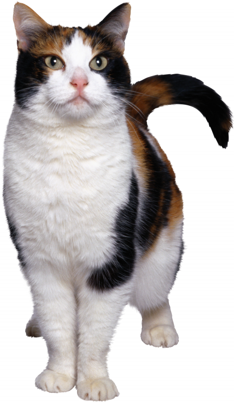 Cat illustration Png Images Full HD
