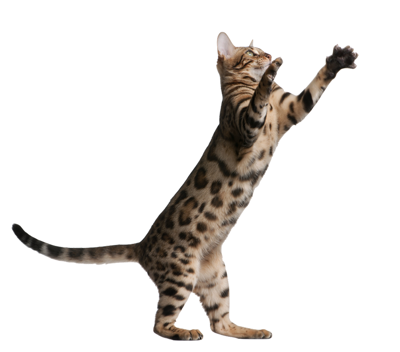 Cat Jumping HD PNG  Download
