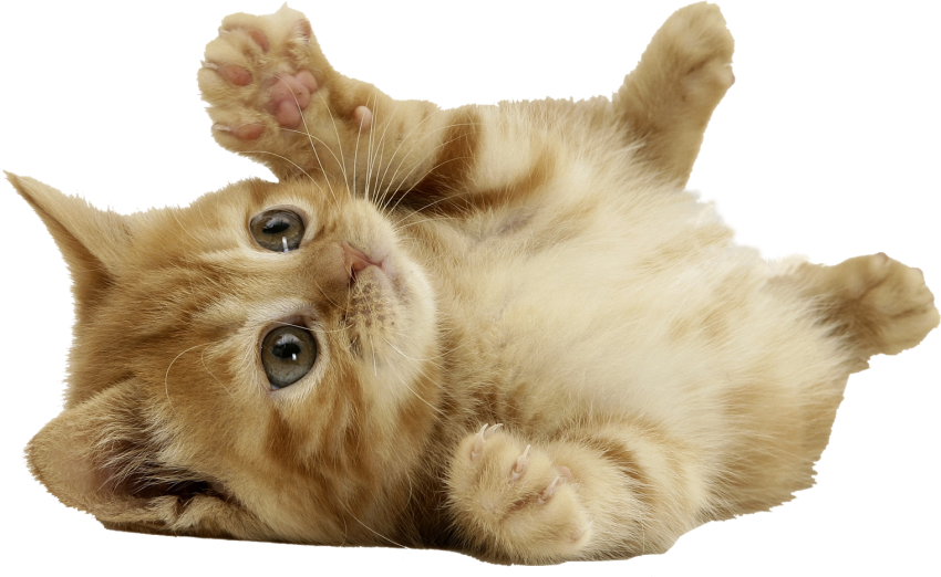 Cat Png Images Download For Free