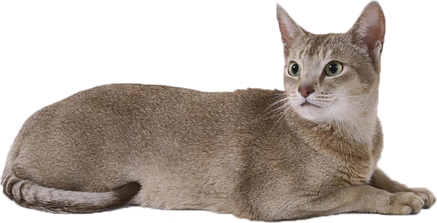 Cat PNG Transparent Full HD Download