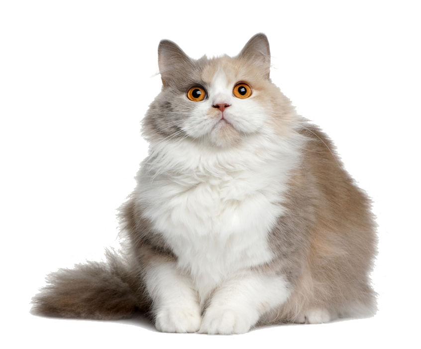 Cat Sitting Transparent PNG Full HD