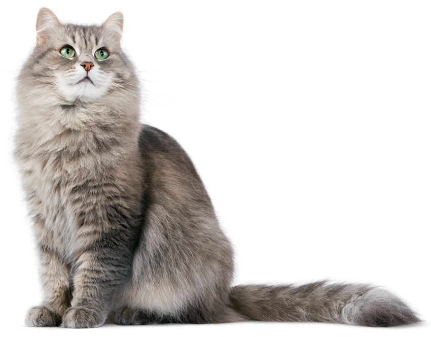 Cat Sitting Transparent PNG HD