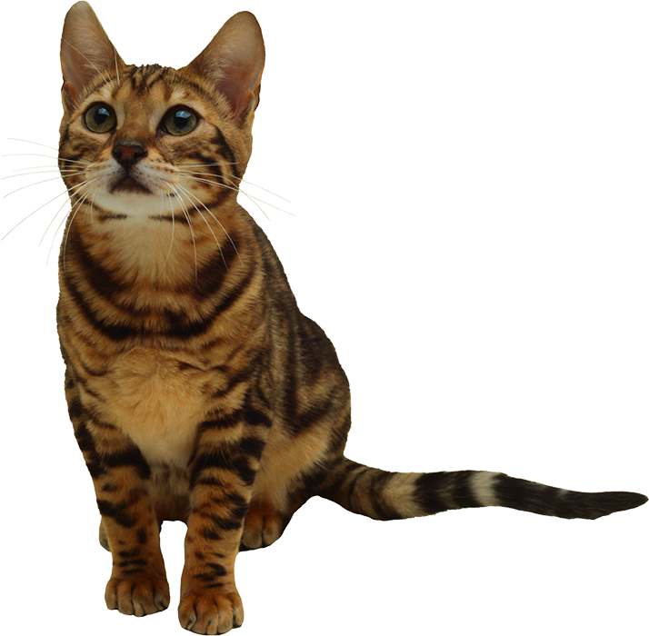 Cat Transparent Full HD PNG Download
