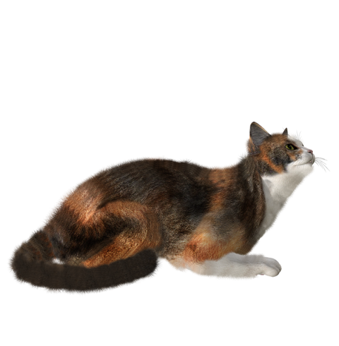 Cat Transparent HD PNG Download
