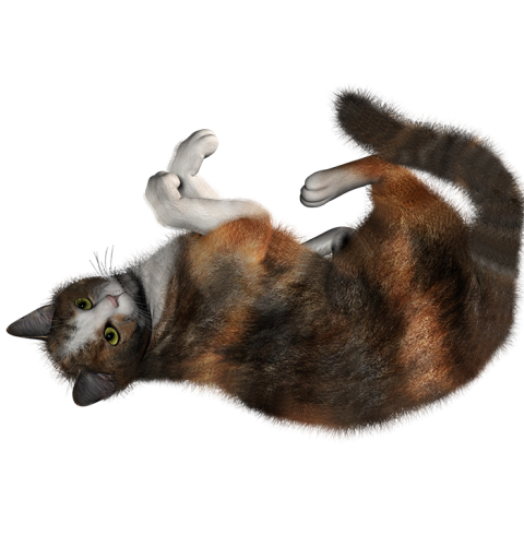 Cat Transparent HD PNG Download