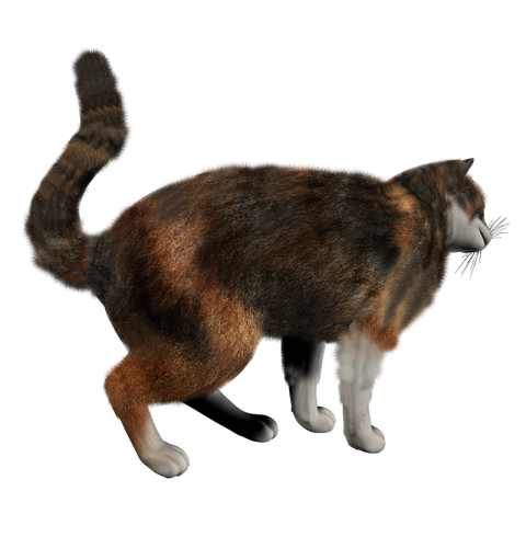 Cat Transparent HD PNG Download
