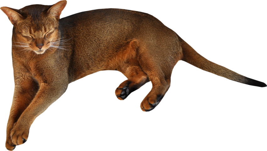 Cat Transparent HD PNG Download