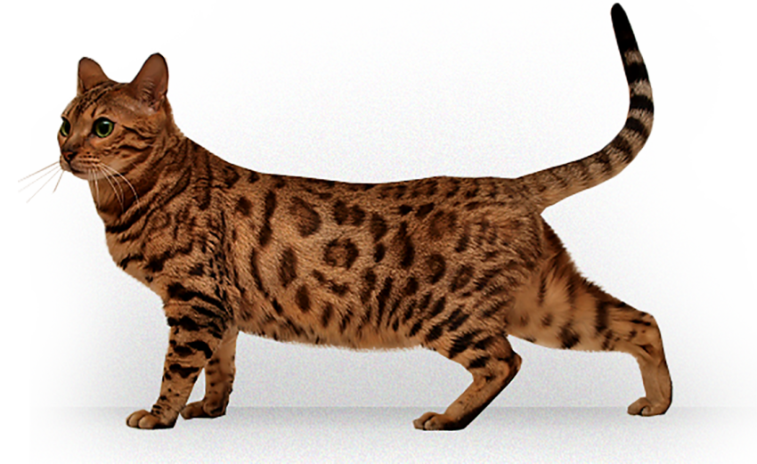 Cat Transparent HD PNG Download
