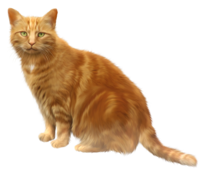 Cat whiskers png Transparent