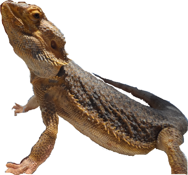 Chameleon Download Free PNG