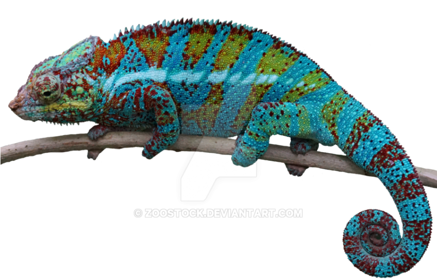 Chameleon PNG Photos