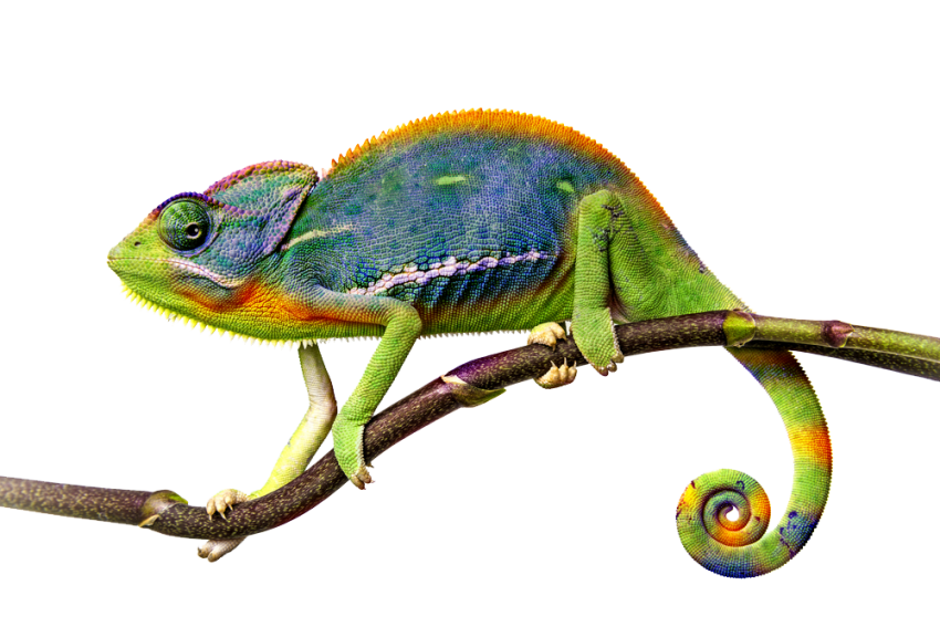 Chameleon Sitting Background PNG Image