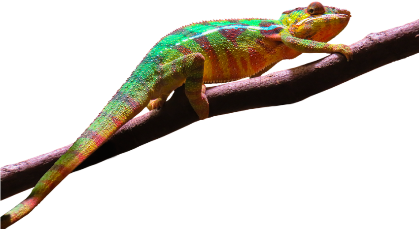 Chameleon Sitting PNG HD Quality