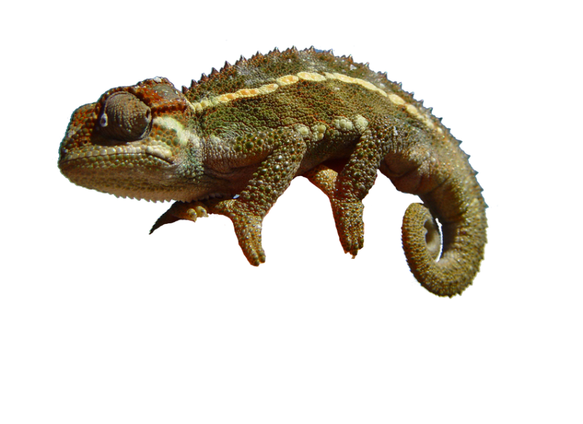 Chameleon Transparent File