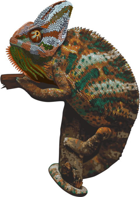 Chameleon Transparent Free PNG