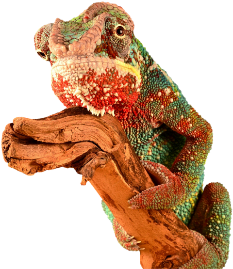 Chameleon Transparent Image