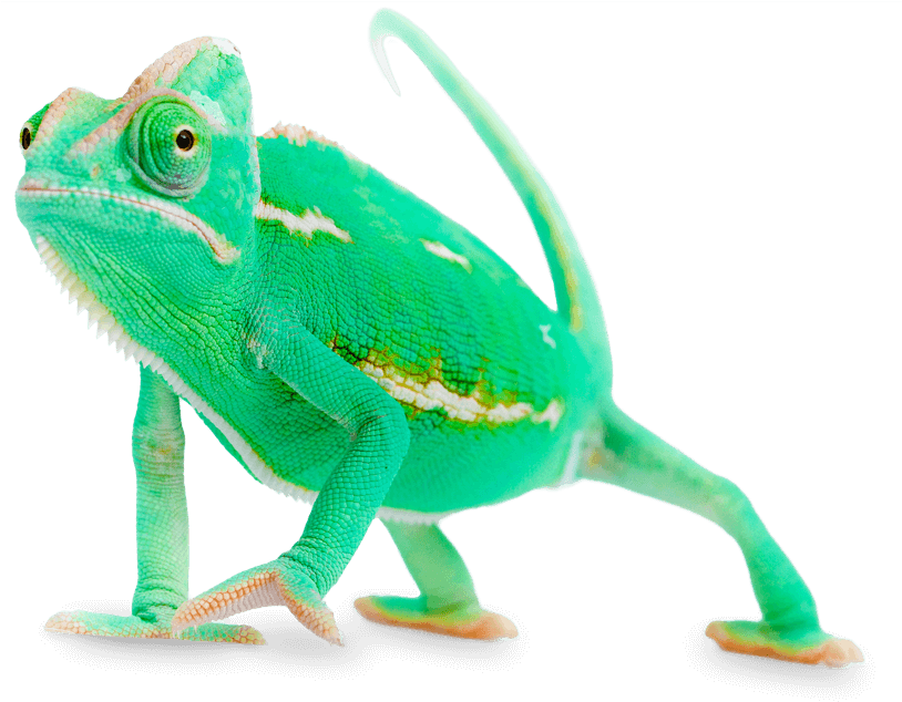 Chameleon Transparent Images