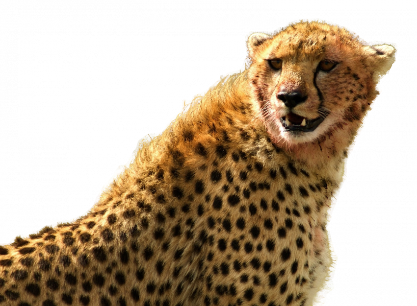 Cheetah PNG Clipart HD Download Free