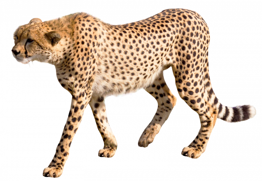 Cheetah PNG Download Image Full HD