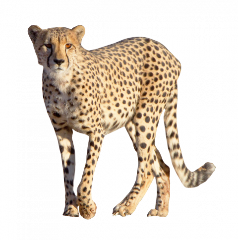 Cheetah PNG Free Download Full HD