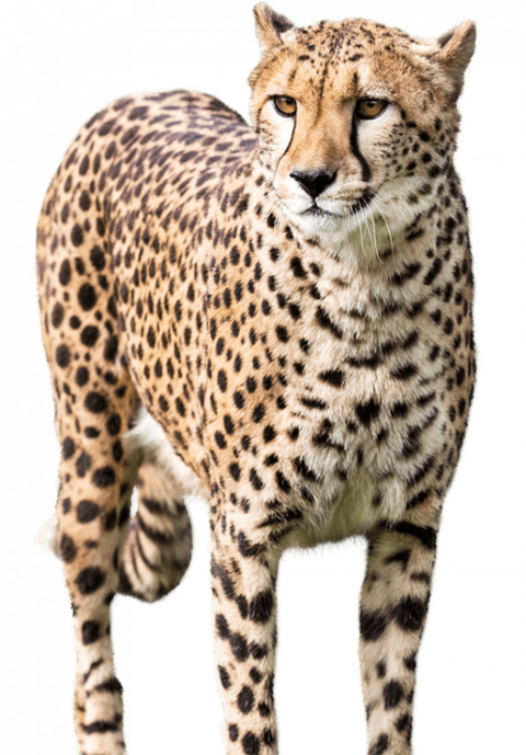 Cheetah PNG HD Download Free