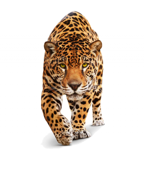 Cheetah PNG HD Image HD Free Download