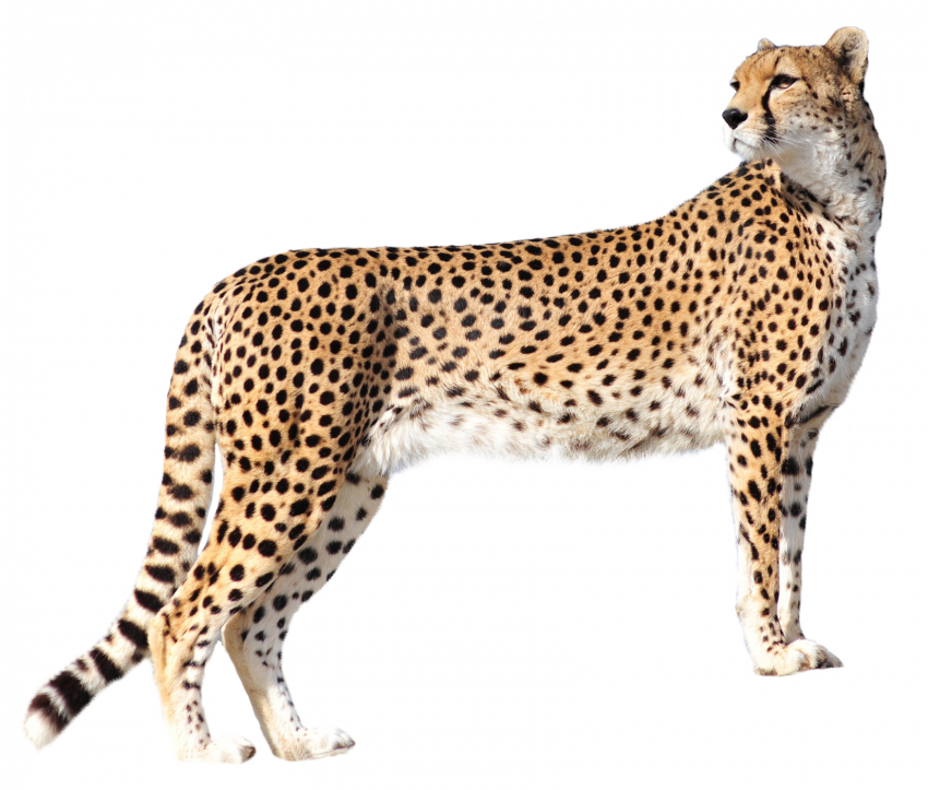 Cheetah PNG High Quality Image