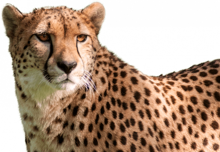 Cheetah PNG Image HD Download Free