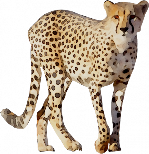 Cheetah PNG Images Transparent Download