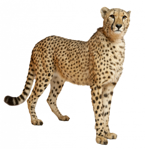 Cheetah PNG PNG Transparent Download