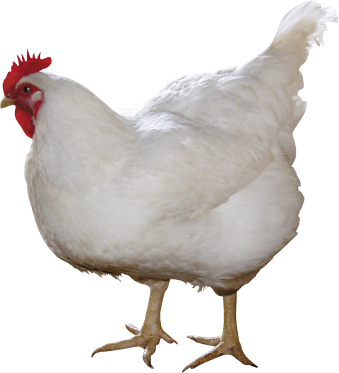 Chicken Staring PNG free download