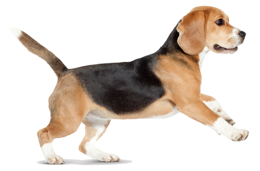Chil Running Dog PNG Images Full HD