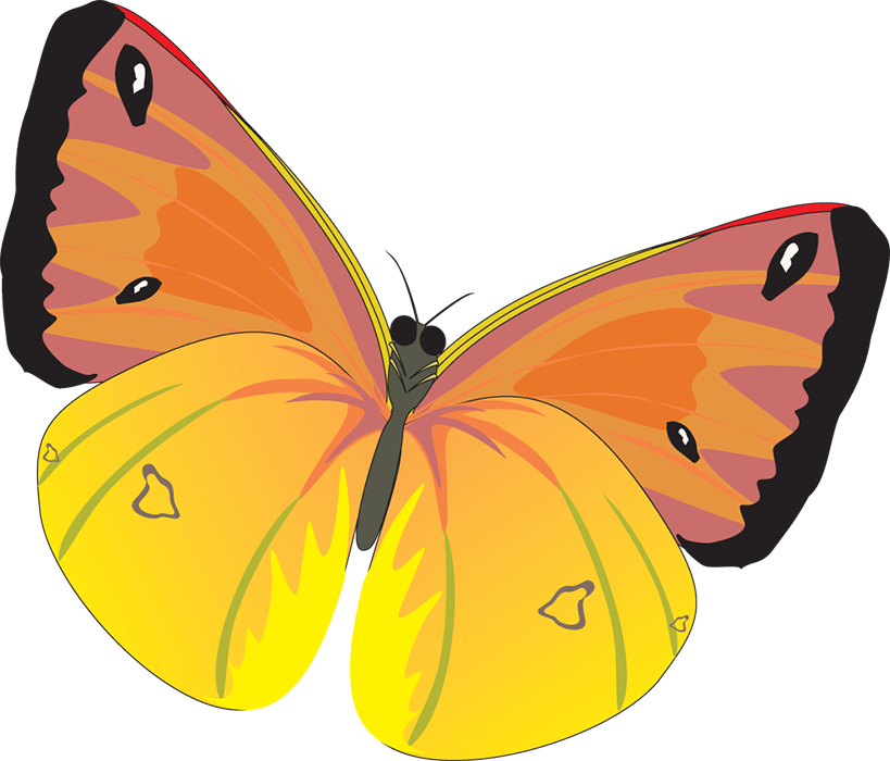 Clipart Butterfly Flying PNG Images