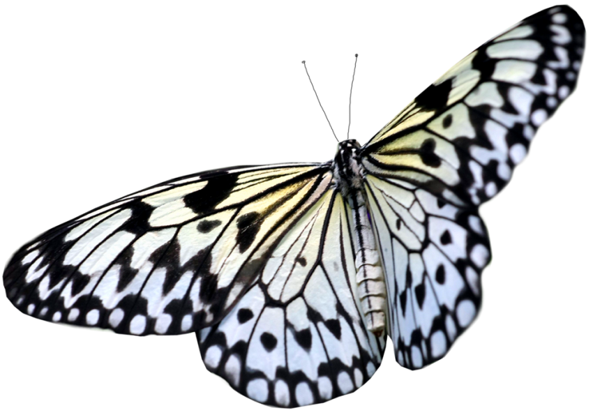 Clipart Butterfly PNG Images Download HD