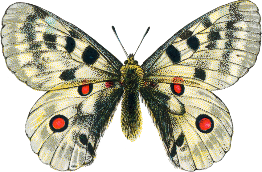 Clipart Butterfly PNG Images HD