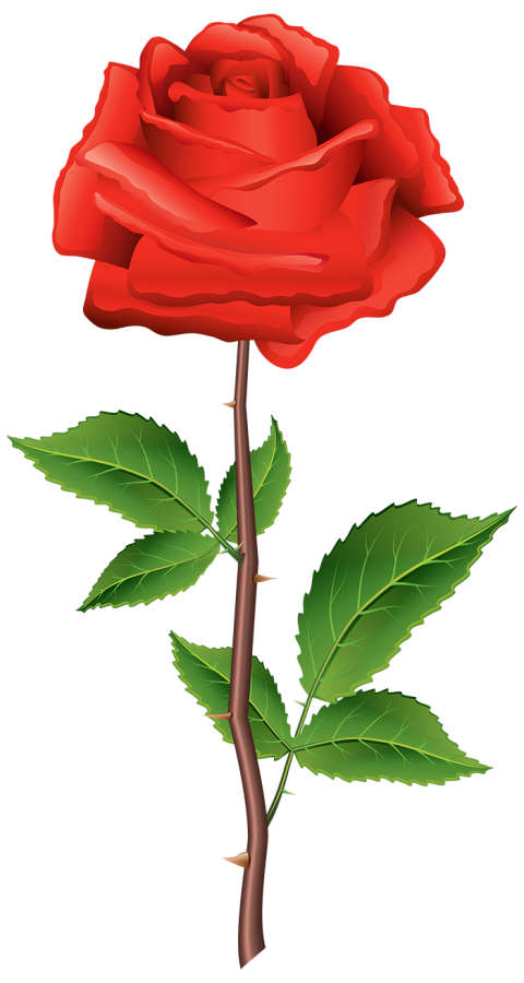 Clipart  Red Rose Single Flower PNG