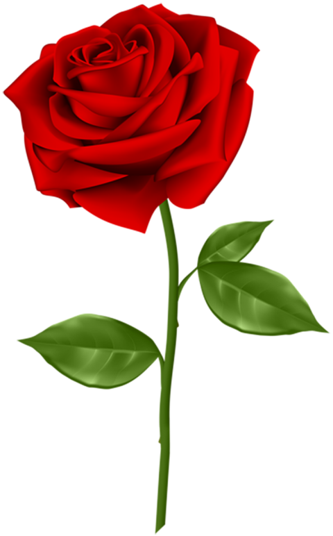 Clipart  Red Rose Single Flower PNG  For Editing