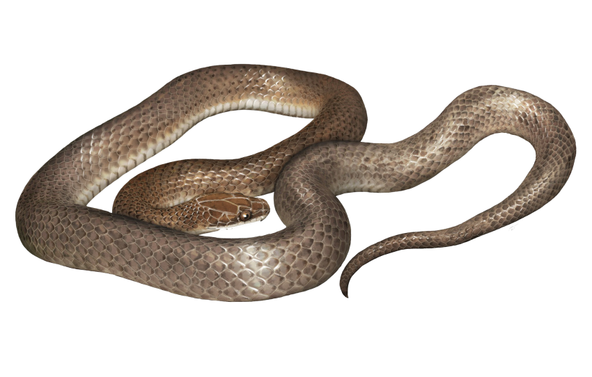 Cobra Brown PNG Image Download