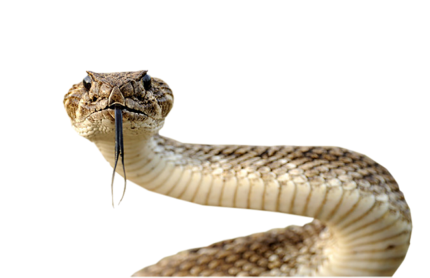 Cobra Snake face PNG Download Free
