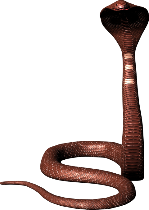 Cobra Snake PNG Hd Download Free