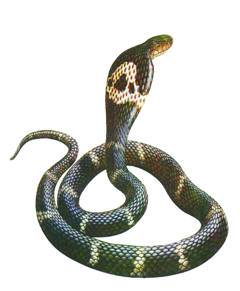 Cobra Snake Transparent HD PNG Download