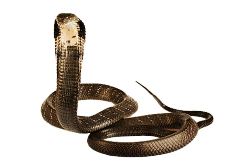Cobra Snake Transparent PNG Download