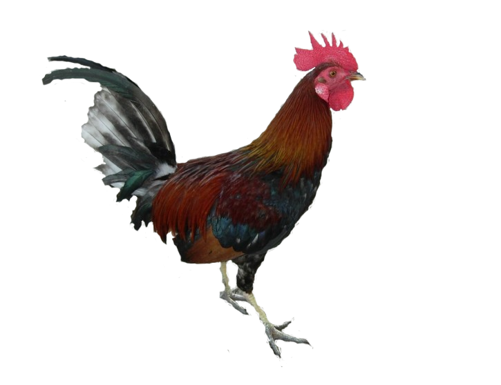 Cock Standing PNG download hd