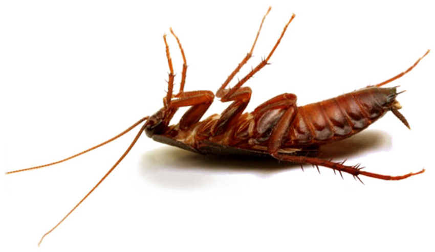 Cockroach Insect Transparent Background