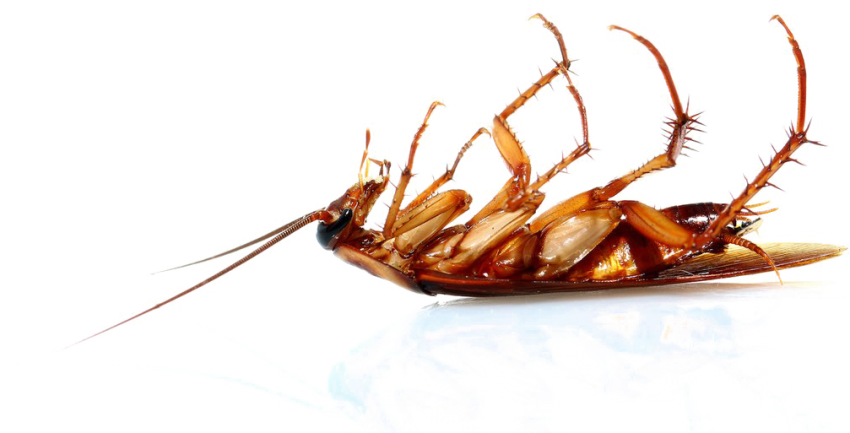Cockroach Insect Transparent File