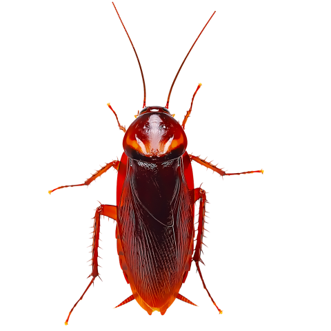 Cockroach Insect Transparent Free PNG